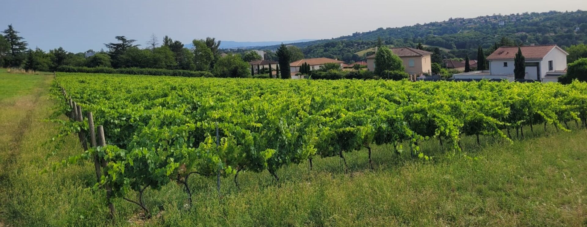 Vignes de Montray - SAINTE-FOY-LES-LYON